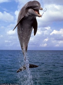 dolphinjoy